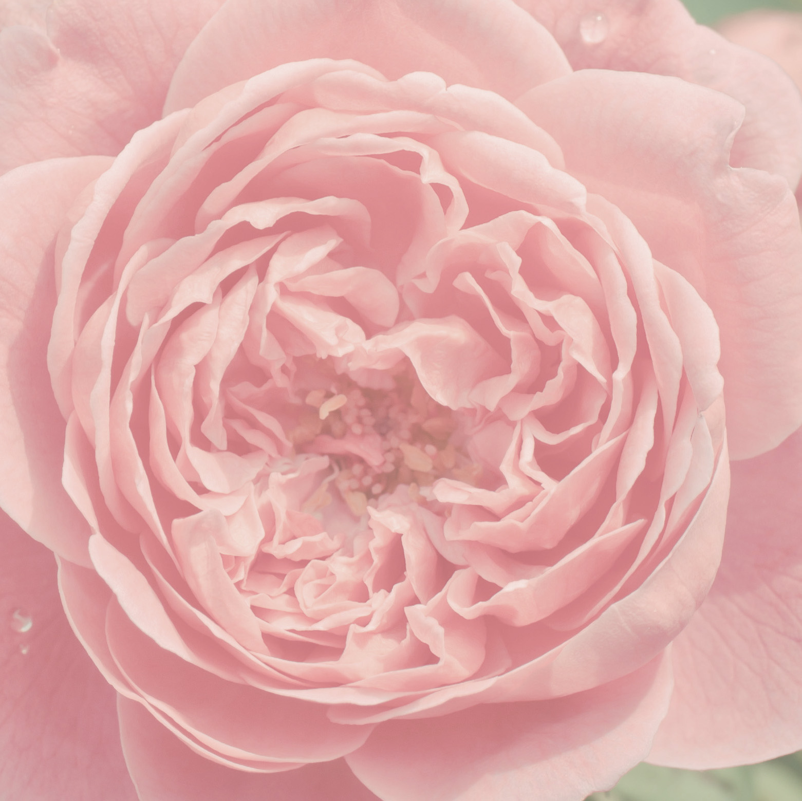 Rosa damascena -Feeling Goods