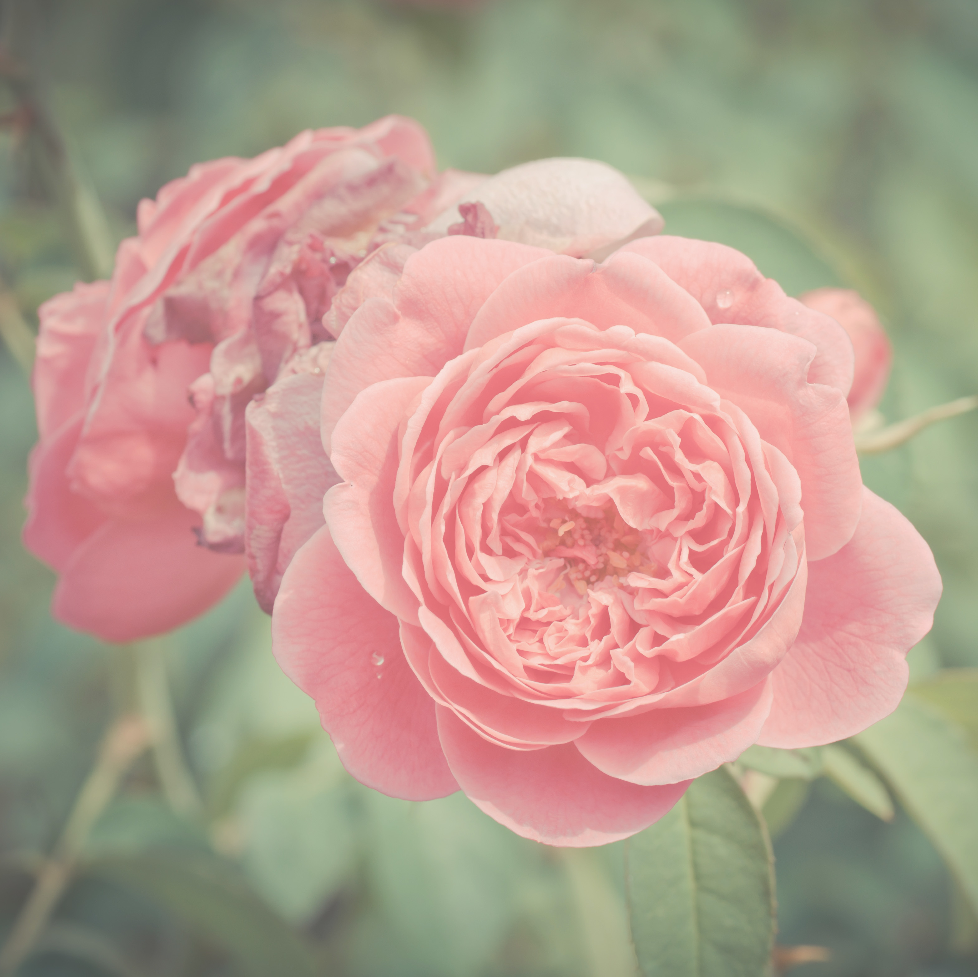 Rosa damascena - Feeling Goods